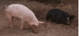 Porky & BessyLittle Rock, AR